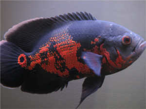 oscar tropical fish